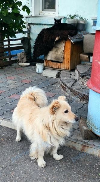 Medium adult mixed color male dog, lost near ул. Олешко, 27, Алейск, Алтайский край, Россия, 658130 on Oct 21, 2022.