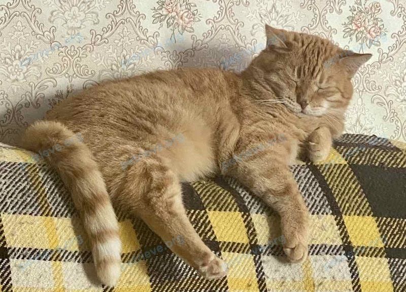 Medium adult orange male cat, lost near Микрорайон 2 29в, Заславль 223034, Беларусь on Nov 01, 2022.