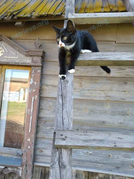Средний чёрный взрослый кот котик, пропал 20.10.2022 рядом с ул. Путейко 48, Заславль 223036, Беларусь.