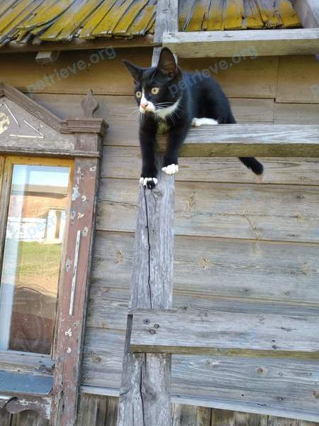 Medium adult black male cat котик, lost near ул. Путейко 48, Заславль 223036, Беларусь on Oct 20, 2022.