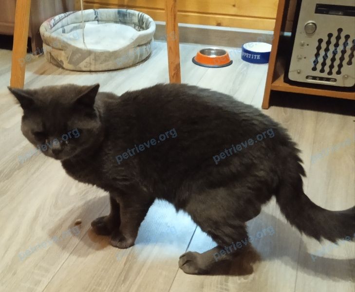 Big adult gray male cat, found near ул. Фрунзе, 41, Звенигород, Московская обл., Россия, 143180 on Oct 27, 2022.