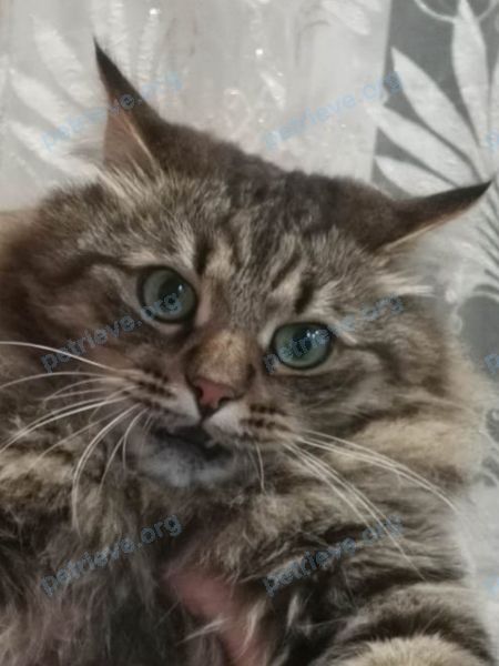 Medium young mixed color male cat Бася, lost near 1-й Прудный пр-д, 27, Саратов, Саратовская обл., Россия, 410048 on Oct 19, 2022.