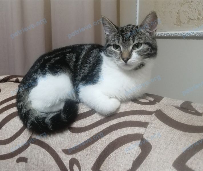 Medium young mixed color female cat, lost near Таежная ул., 4, Мегион, Ханты-Мансийский автономный округ, Россия, 628680 on Oct 31, 2022.