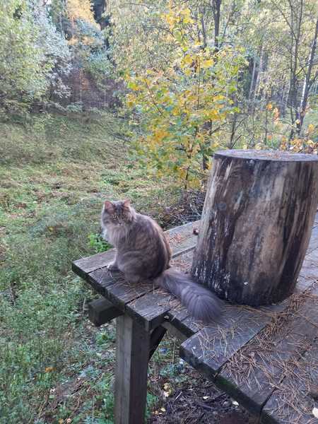 Big adult gray female cat Пуша, lost near ул. Полевая, 2д, Немчиновка, Московская обл., Россия, 143025 on Nov 04, 2022.