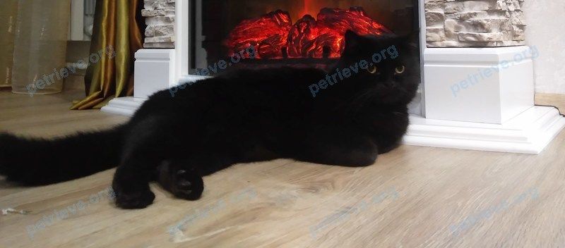 Medium adult black male cat, lost near ул. Рашпилевская, 132/2, Краснодар, Краснодарский край, Россия, 350020 on Nov 05, 2022.