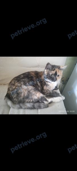 Mixed color female cat, found near ул. Брилёвская 44, Борисов, Беларусь on Nov 08, 2022.