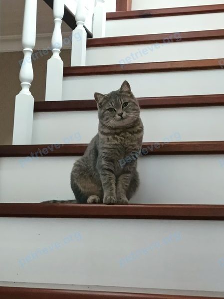 Средняя серая молодая кошка, пропала 11.11.2022 рядом с 47W9+5C Тербуны, Липецкая область, Россия.