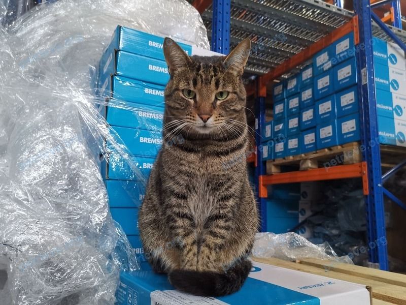 Medium adult mixed color male cat Джунгарик, lost near ул. Российская, 267, Краснодар, Краснодарский край, Россия, 350901 on Nov 11, 2022.