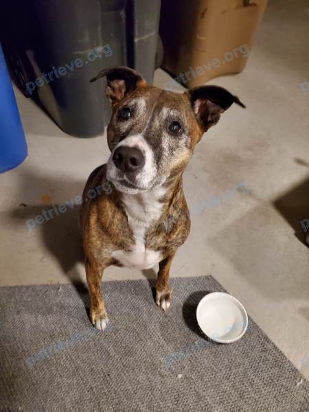 Medium brown dog, found near 3326 Rue Albani, Carignan, QC J3L 4G8, Canada on Nov 18, 2022.