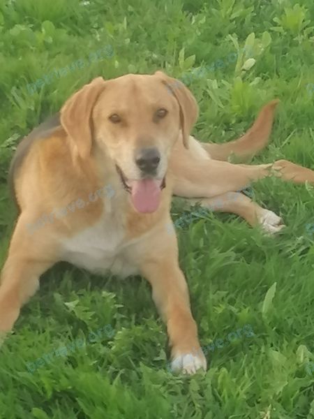 Big young yellow male dog, lost near 31 Hawthorn St, Cambridge, MA 02138, США on Nov 19, 2022.