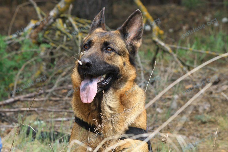 Большая коричневая взрослая собака Шанель, пропала 22.11.2022 рядом с Одрыжин.