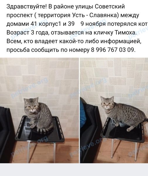 Средний серый молодой кот Тимоха, пропал 09.11.2022 рядом с Советский просп., 41к1, Санкт-Петербург, Россия, 192076.