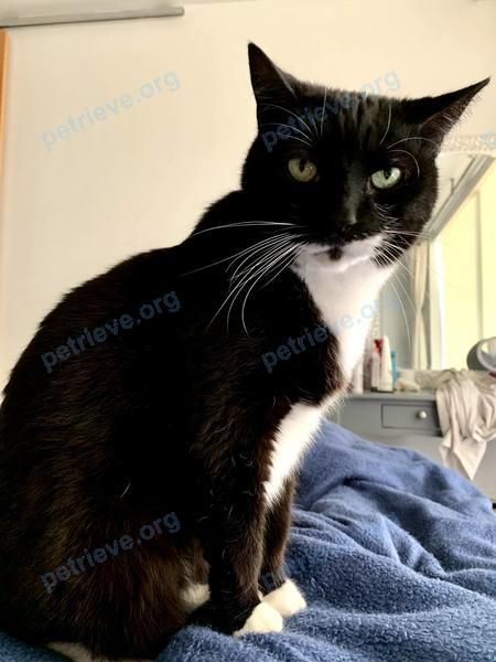 Small old black male cat Mittens, lost on Nov 30, 2022.