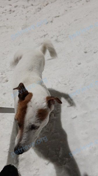 Small adult white male dog Рик, lost near ул. 40 лет Победы 29б, Боровляны 223053, Беларусь on Dec 09, 2022.