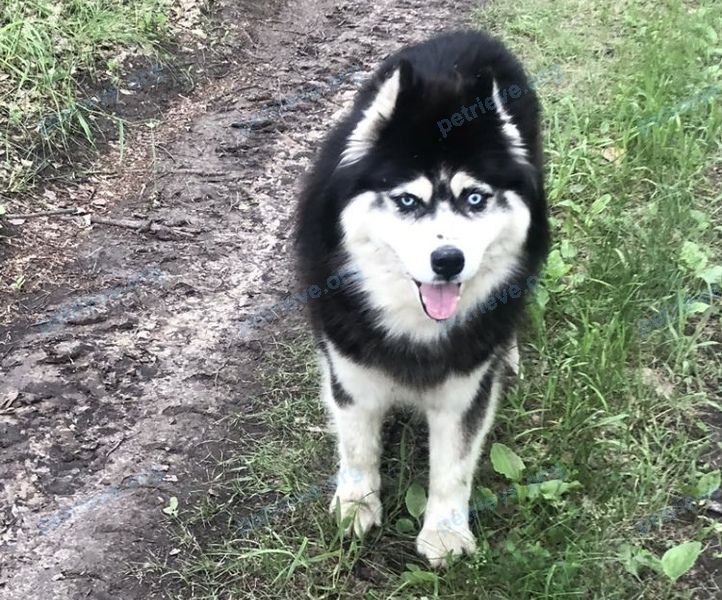 Big young mixed color male dog Рэм, lost near Полевая ул., 53, Новолуговое, Новосибирская обл., Россия, 630553 on Dec 07, 2022.