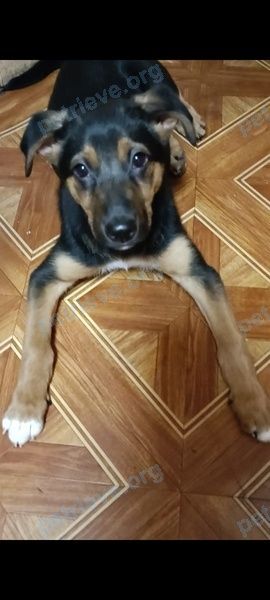 Small young black female dog Берта, lost near Степана Степанова ул., 30З, Лыткарино, Московская обл., Россия, 140083 on Dec 09, 2022.