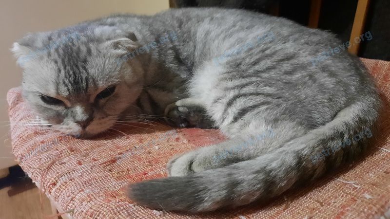 Big adult gray female cat неизвестна, found near Ташкентская ул., д.3, Махачкала, Респ. Дагестан, Россия, 367015 on Nov 11, 2022.