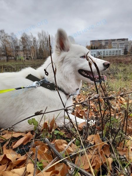 Medium young white female dog Белка, lost near 996Q+2W Ульяновск, Ульяновская область, Россия on Dec 13, 2022.
