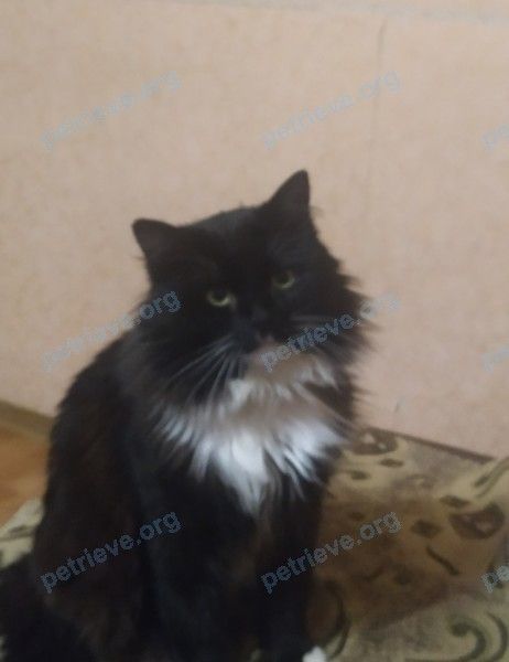 Большой многоцветный взрослый кот Яша, пропал 12.12.2022 рядом с улица Советская 51, Иваново, Беларусь.