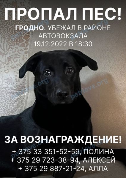 Средний чёрный молодой пёс Бонд, пропал 19.12.2022 рядом с г. Гродно ул. Захарова 24 - 202(цокольный этаж, Гродно, Беларусь.