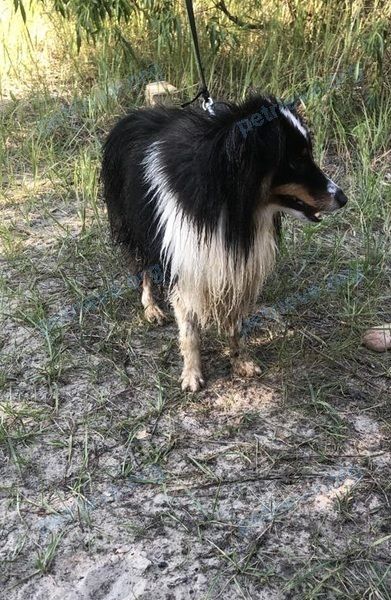 Medium young black male dog Тэд, lost near 4FWQ+C9 Петриков, Беларусь on Dec 31, 2022.
