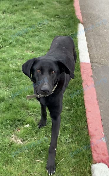 Big young black male dog, found near ул. Новая, 23, Абрау-Дюрсо, Краснодарский край, Россия, 353995 on Jan 01, 2023.