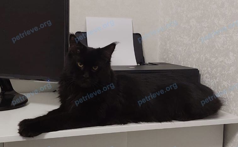 Medium young black male cat, lost near ул. Красная, 30, Раевская, Краснодарский край, Россия, 353983 on Jan 01, 2023.