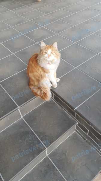 Medium young orange female cat Алиса, lost near Поливная ул., 30, Краснодар, Краснодарский край, Россия, 350053 on Jan 02, 2023.
