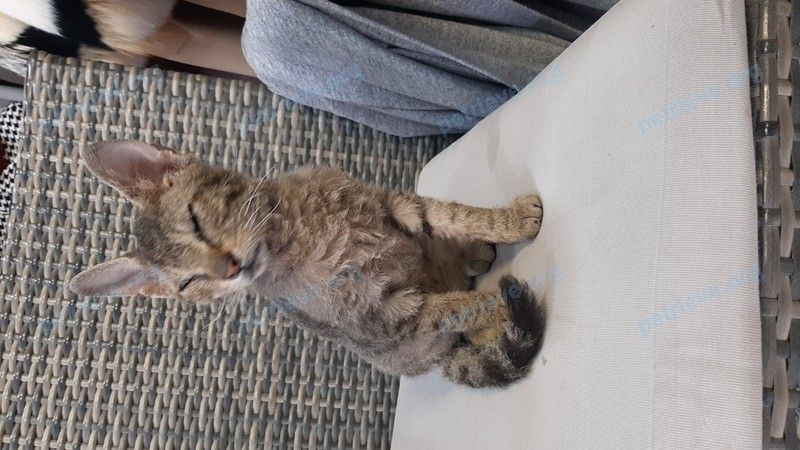 Medium young gray male cat, found near Красноармейская ул., 12, Анапа, Краснодарский край, Россия, 353440 on Dec 31, 2022.