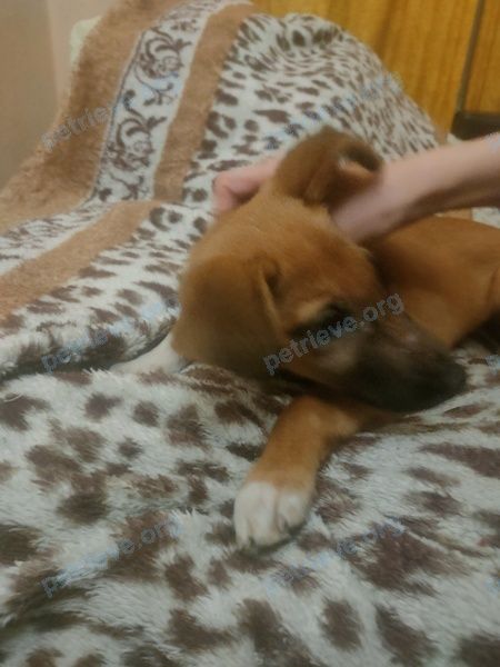 Small young mixed color male dog, found near вулиця Олекси Тихого, 87, Київ, Украина, 02000 on Dec 31, 2022.
