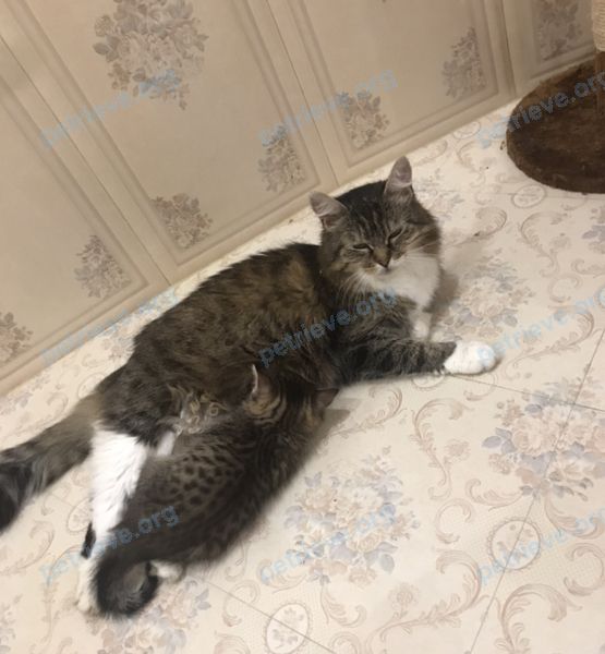 Средняя коричневая взрослая кошка Маруся, пропала 03.01.2023 рядом с Новая ул., 6, Мещерино, Московская обл., Россия, 142034.