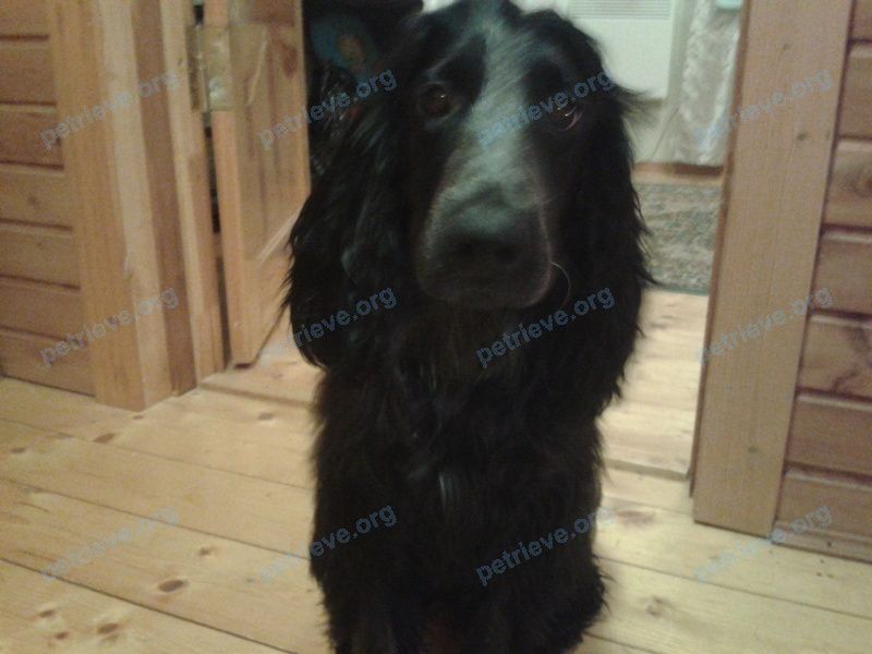 Medium adult black male dog Лёва, lost near 8RGV+X7 Ёлкино, Московская область, Россия on Jan 05, 2023.