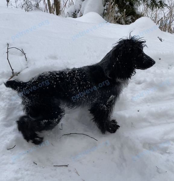 Medium young black male dog Лёва, lost near ул. Восточная, 13, Ёлкино, Московская обл., Россия, 140241 on Jan 05, 2023.