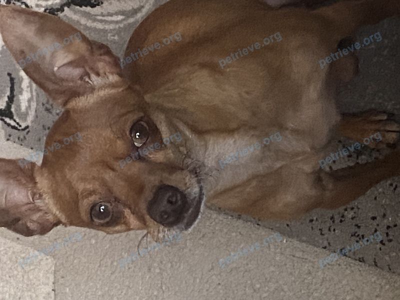 Small adult orange male dog Дюк, lost near ул. Мира, 16, Анапская, Краснодарский край, Россия, 353430 on Jan 06, 2023.