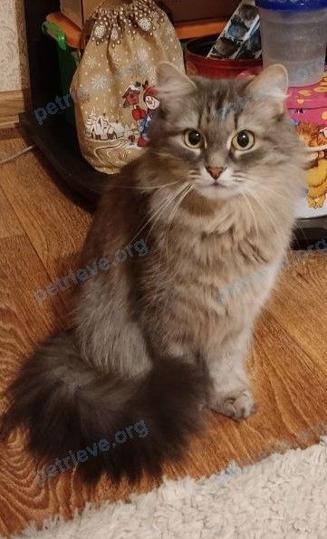 Средняя серая молодая кошка Сима, пропала 06.01.2023 рядом с 3-й Пятилетки, 17, Соликамск, Пермский край, Россия, 618548.