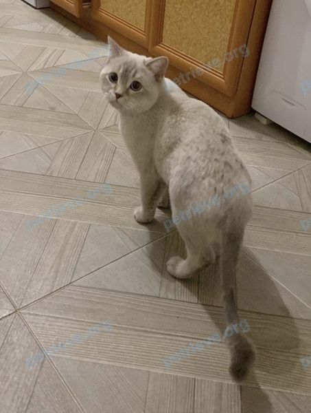 Medium young white male cat, found near ул. Старокубанская, Краснодар, Краснодарский край, Россия, 350011 on Jan 09, 2023.