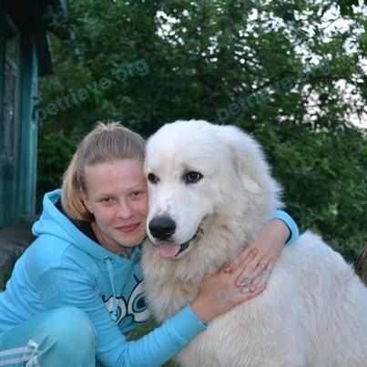 Большая белая взрослая собака Ханна, пропала 13.01.2023 рядом с ул. 30-летия Победы, 83, Дубовка, Волгоградская обл., Россия, 404002.