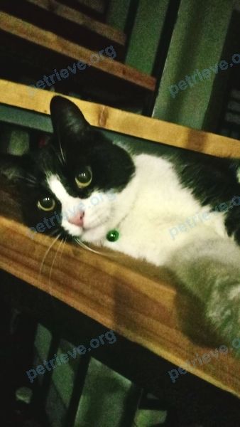 Medium adult female cat Гречка, lost near Vileiskaya 37, Молодечно, Беларусь on Jan 16, 2023.