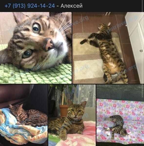 Medium adult brown male cat Филимон, lost near Поселковая ул., 7, Бердск, Новосибирская обл., Россия, 633004 on Jan 22, 2023.