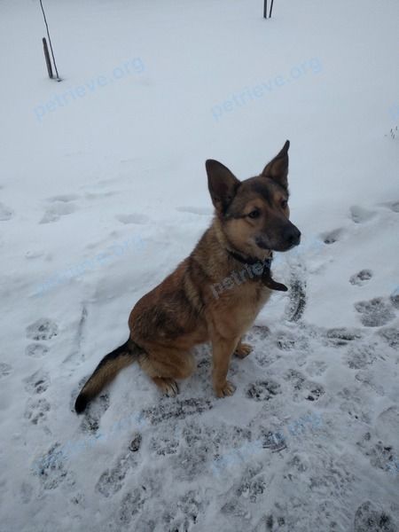Средний коричневый молодой пёс Ричи, пропал 20.01.2023 рядом с ул. Кирова 116, Марьина Горка, Беларусь.