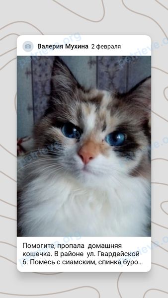 Medium young white female cat, lost near  Гвардейская 6, Тейково, Ивановская обл.,Россия, 155043 on Jan 25, 2023.