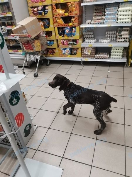 Medium young brown female dog Гера, lost near ул. Урицкого, 146а, Армавир, Краснодарский край, Россия, 352900 on Feb 03, 2023.