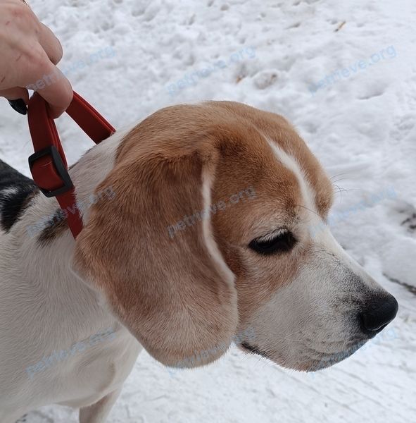 Medium adult mixed color female dog, found near Москва метро коломенская, Коломенская набережная, бегала по шлюзам, возможно перебежала через речку. on Feb 13, 2023.