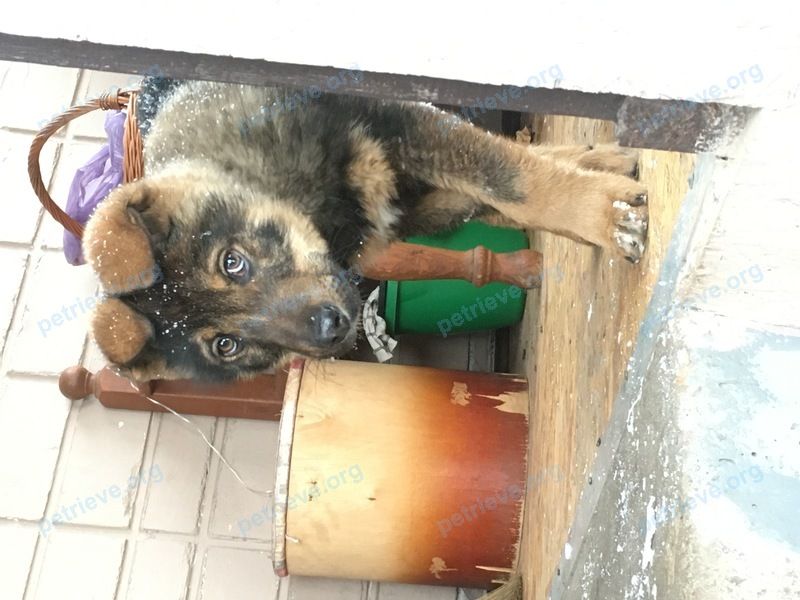 Маленький коричневый молодой пёс Неизвестно, найден 19.02.2023 рядом с Улица Болотникова д 15.