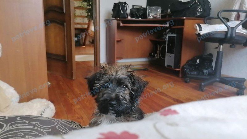 Маленький коричневый молодой пёс Сан, пропал 27.02.2023 рядом с пер. Энтузиастов 38, Барановичи, Беларусь.
