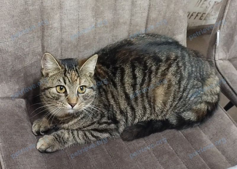 Medium young mixed color female cat Муся, lost near Aerodromnaya 31, Лида 231300, Беларусь on Mar 01, 2023.