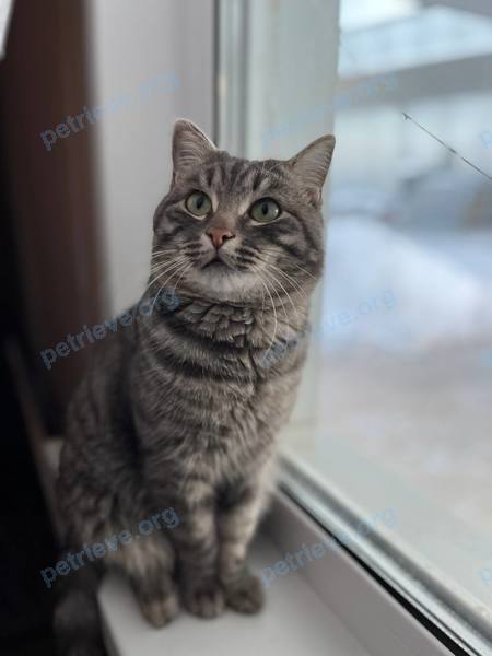 Medium young gray male cat Тимоша, lost near ул. Ровесников, 16, Братск, Иркутская обл., Россия, 665710 on Feb 28, 2023.