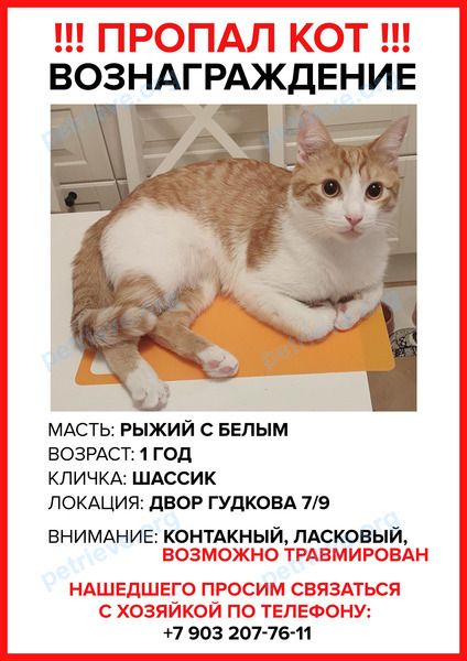 Средний оранжевый молодой кот Шассик, пропал 06.03.2023 рядом с д.7, ул. Гудкова, г. Жуковский, Московская обл., Россия, 140187.