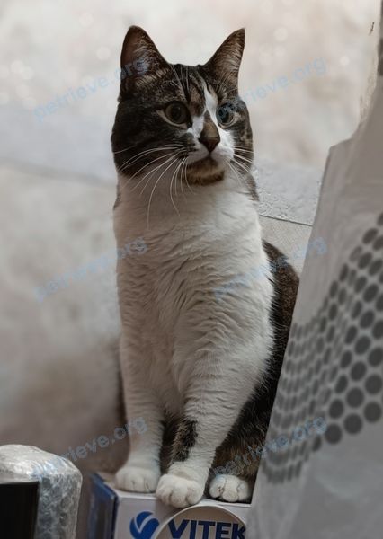 Medium young mixed color male cat Клаус, lost near ул. Чапаева 27, Борисов, Беларусь on Mar 08, 2023.