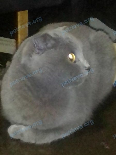 Medium young gray female cat Мася, lost near пер. Доменный, 5, Тула, Тульская обл., Россия, 300016 on Feb 14, 2023.